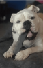 Indestructibone Professional Grade Smooshy Face - 40-80 lbs