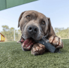 Indestructibone™ Professional Grade XL - Dogs 30-50 lbs.