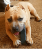 Indestructibone™ Professional Grade XL - Dogs 30-50 lbs.