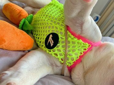 Pet Dog Clothes Summer Thin Breathable Sun Protection Vest (Option: Green-XL)